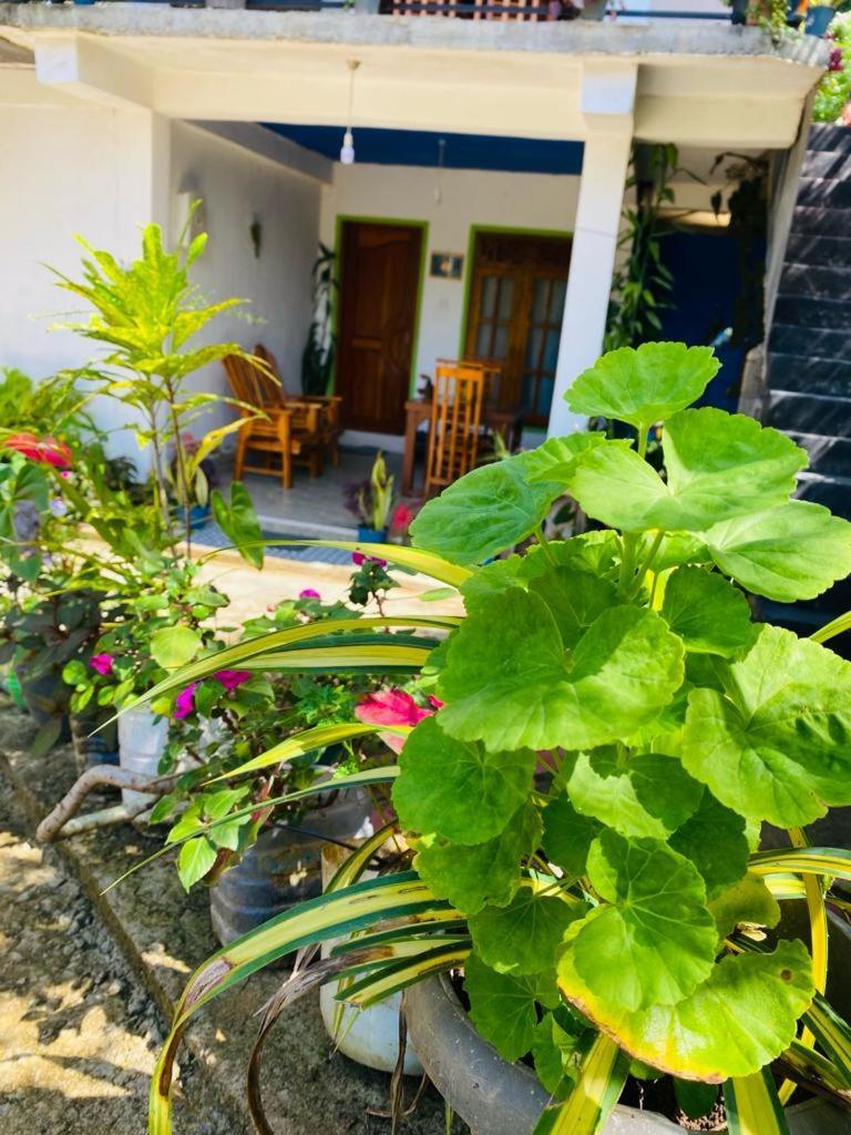 Mellow Homestay Ella Buitenkant foto
