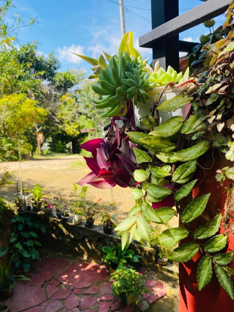 Mellow Homestay Ella Buitenkant foto