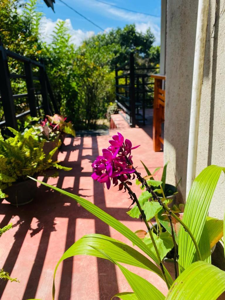 Mellow Homestay Ella Buitenkant foto